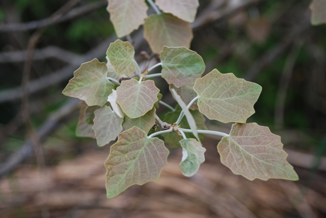 Populus alba